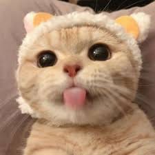 Phan Văn Trị avatar